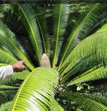 Load image into Gallery viewer, Organic Teosinte