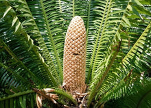 Load image into Gallery viewer, Organic Teosinte