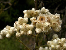 Load image into Gallery viewer, Gordolobo